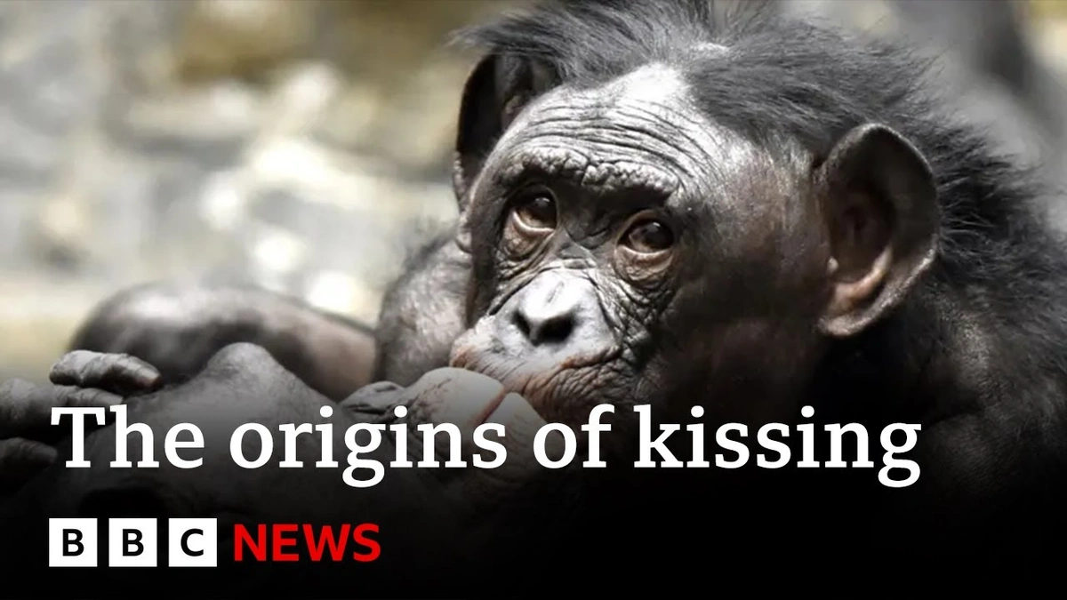 The Primate Connection | Did Kissing Evolve From Food Sharing?