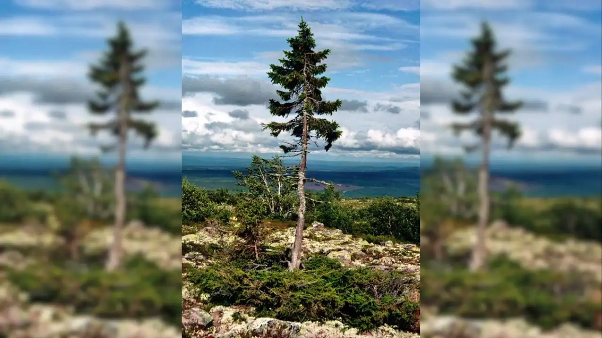 Why Should We Care About Ancient Trees?