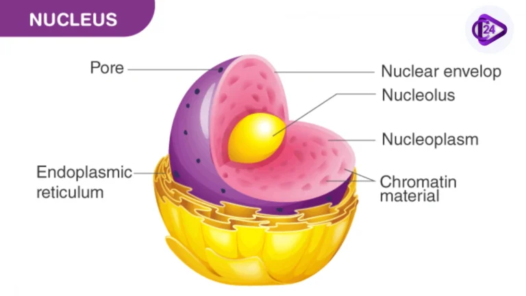 Nucleus