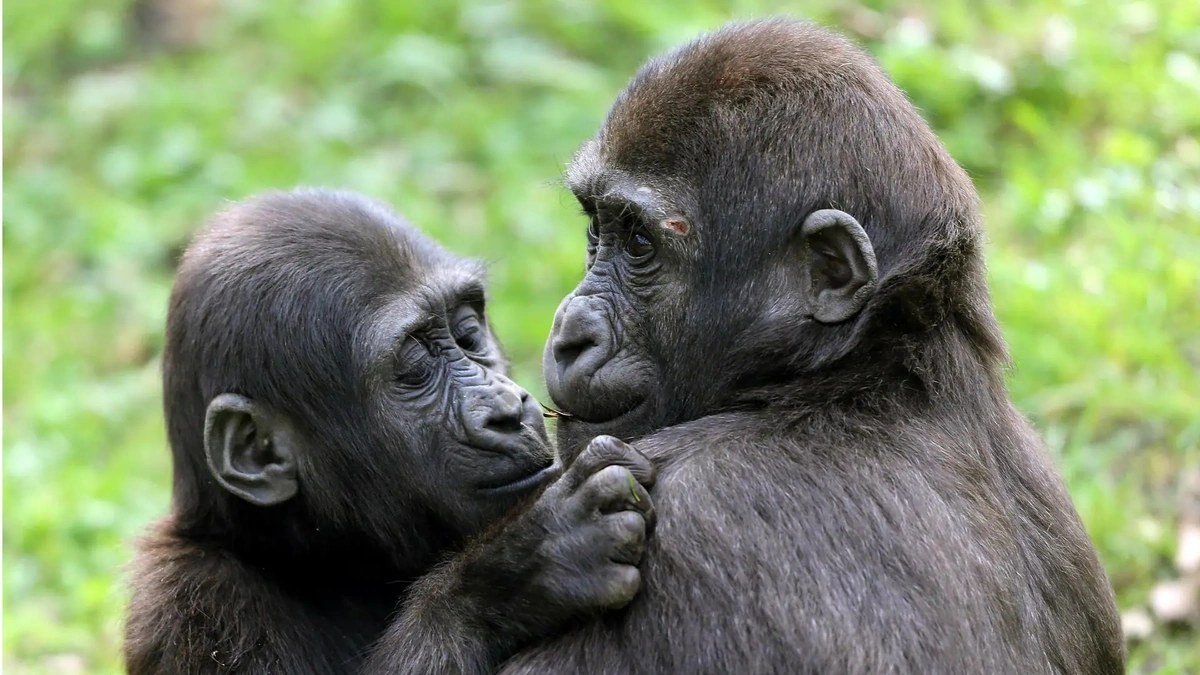 Primates, Pucker-Up | Unveiling the Ancient Roots