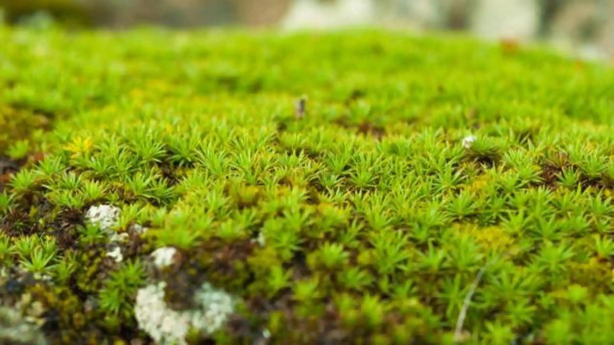 WhyMoss? What Makes It a Space Survivor?