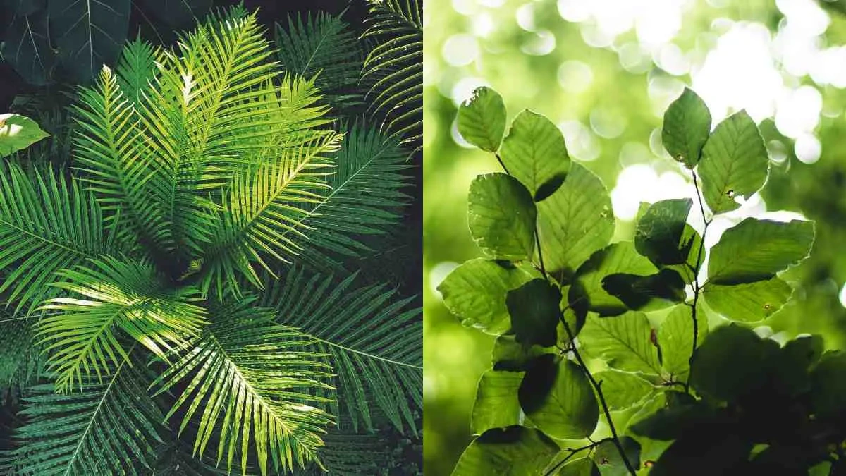 The Experiment | A Giant Leap for Plant-kind